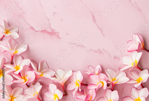 pink plumeria background and space