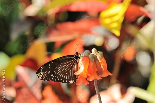 ツマムラサキマダラ.と花. photo