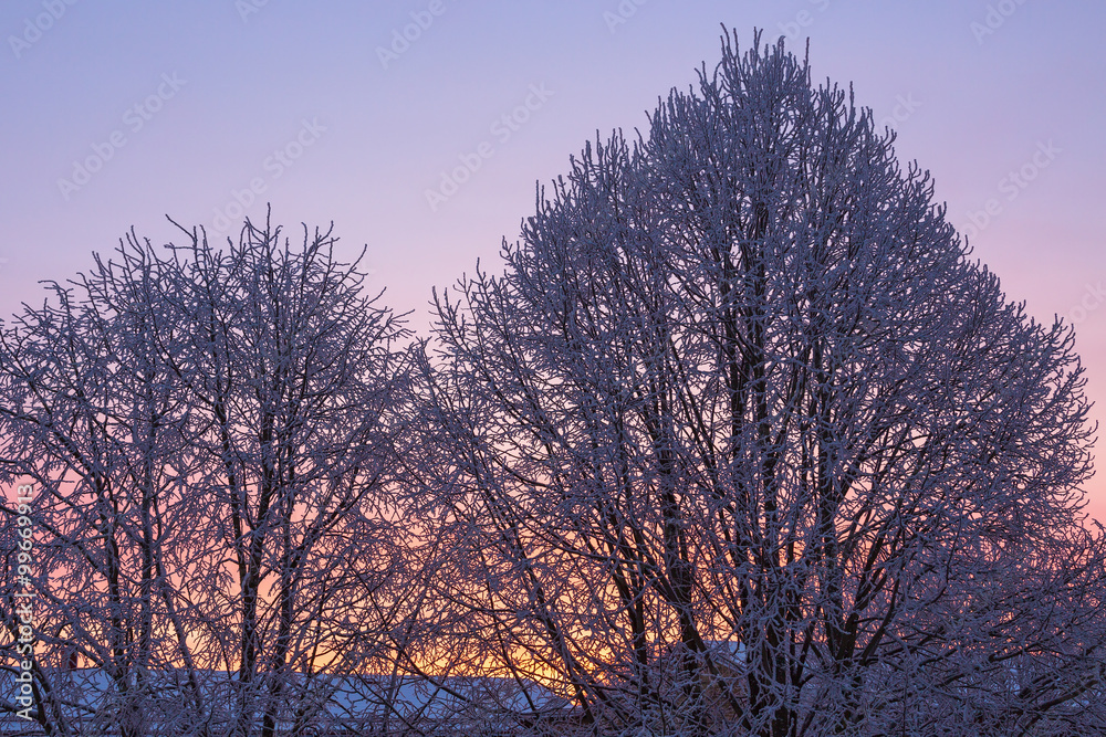 Dawn Light in the trees with hoarfrost Dawn Light in the trees with hoarfrost
