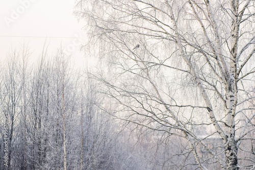 Wallpaper Mural winter birch forest Torontodigital.ca