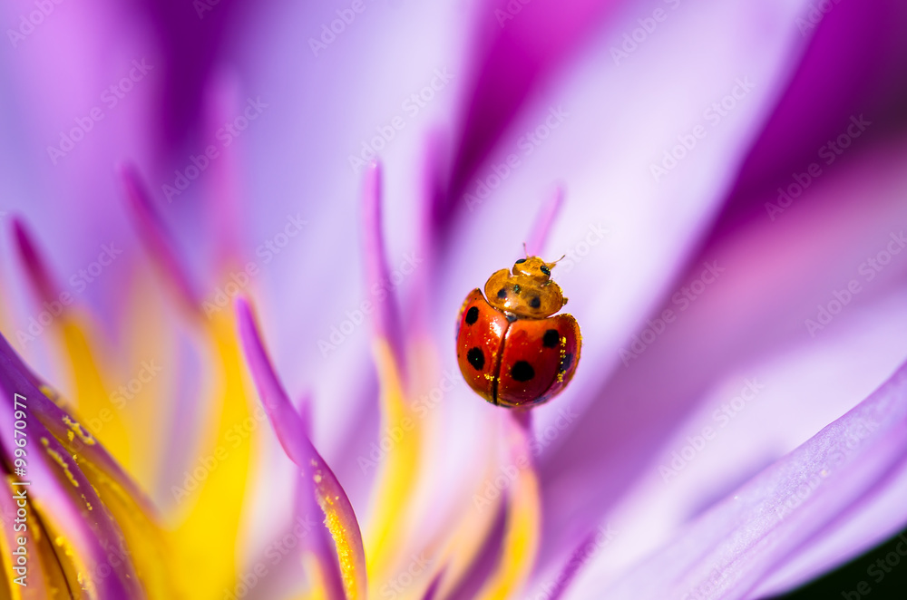 Fototapeta premium The water lily blooming in nature with a ladybug