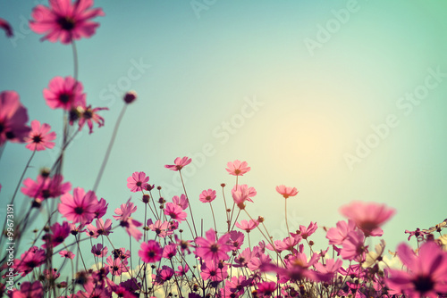 Landscape of cosmos flower field with sunlight blue sky. vintage color tone © jakkapan