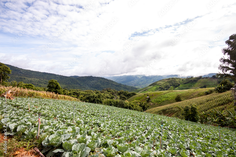 Fototapeta premium cabbage field in Thailand