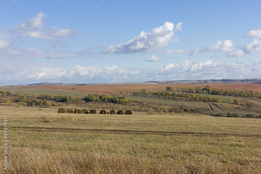 Golden autumnal field of wheat and sky with clouds in background. straw bales on farmland