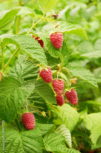 Several ripe red  raspberries growing