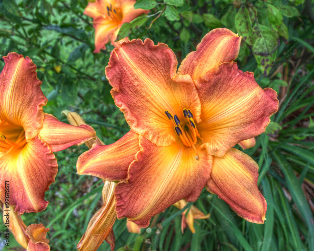 Fototapeta premium Tigerlily