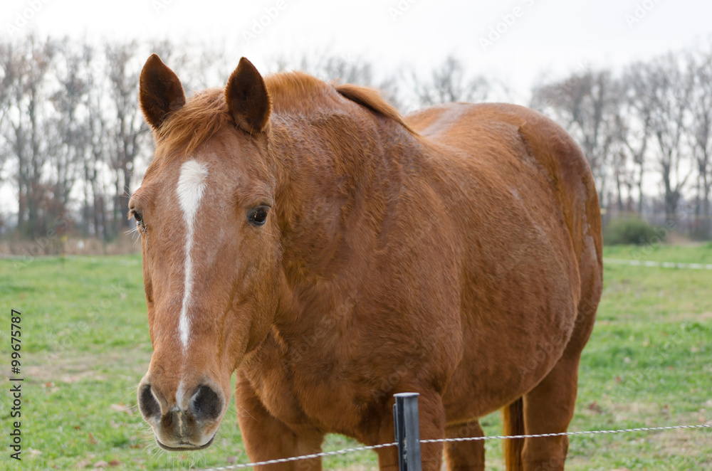 Fototapeta premium Horse