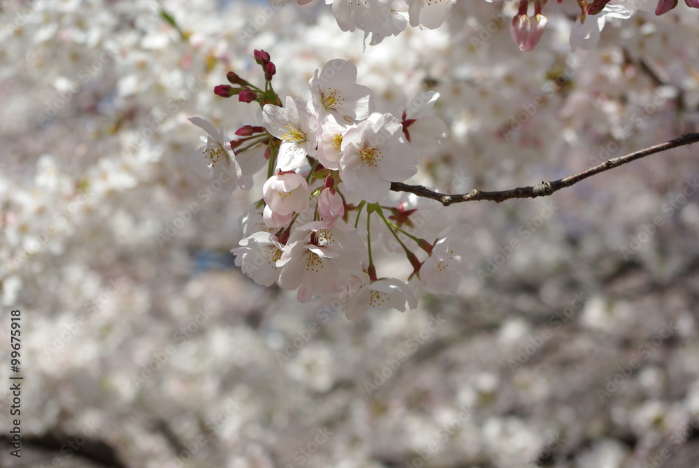 Obraz premium 満開の桜アップ