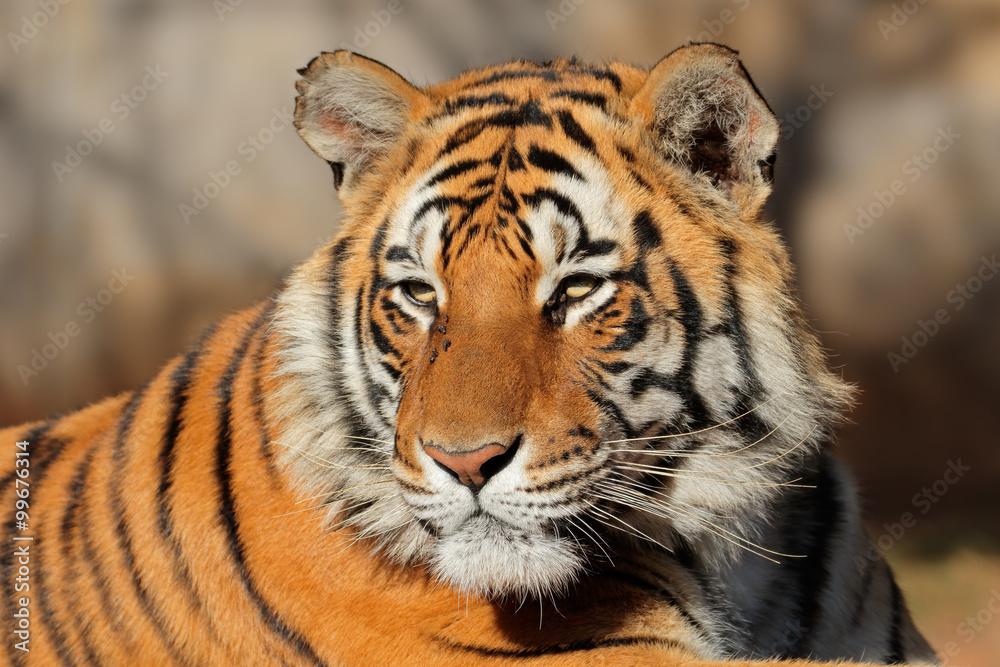 Obraz premium Portret tygrysa bengalskiego (Panthera tigris bengalensis).