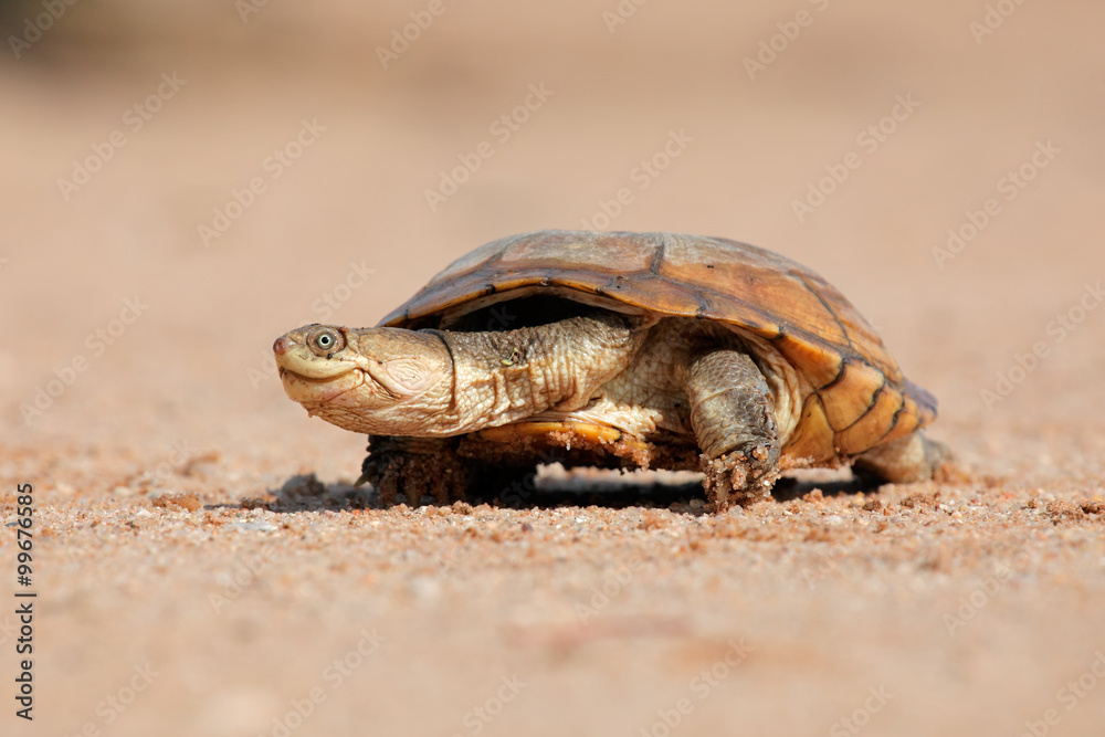 Fototapeta premium Helmeted terrapin (Pelomedusa subrufa) on land, South Africa.