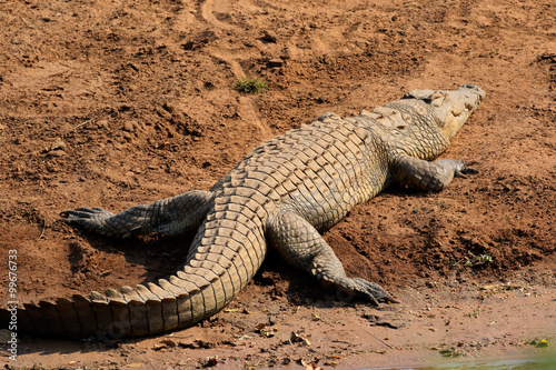 A Nile crocodile  Crocodylus niloticus  basking  Kruger National Park  South Africa.