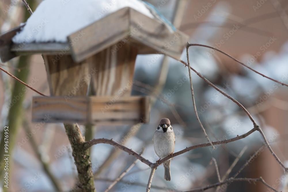 Fototapeta premium The Eurasian tree sparrow bird