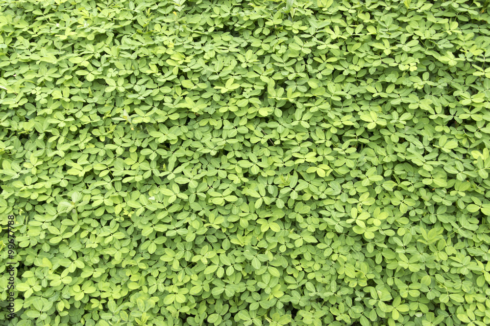Little green leaf background