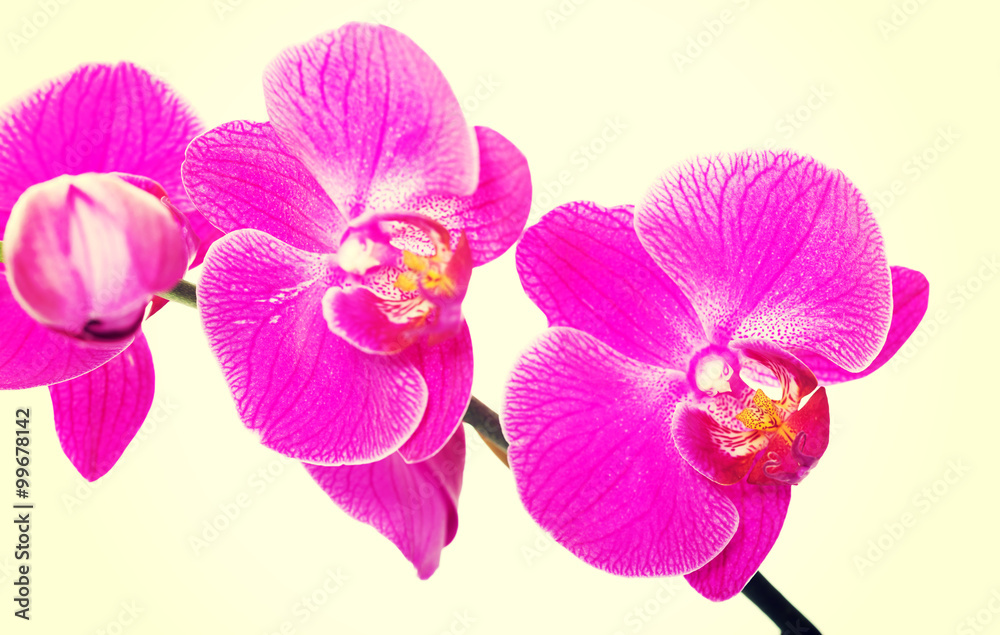 Branch of orchid flower Branch of orchid flower