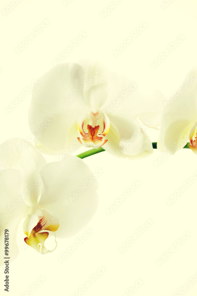 Obraz premium Branch of orchid flower