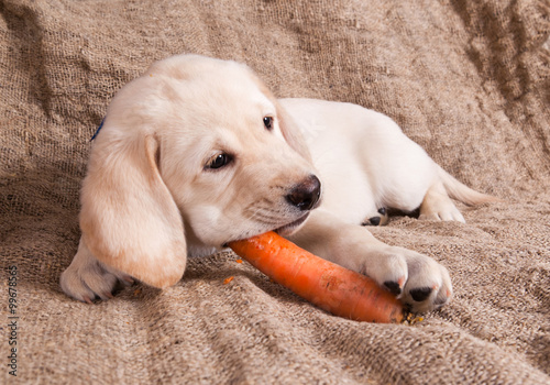 labrador puppy is eating a carrot