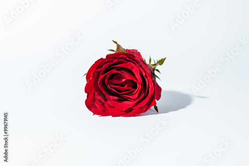 Fototapeta Naklejka Na Ścianę i Meble -  red rose for valentine day on the white background 