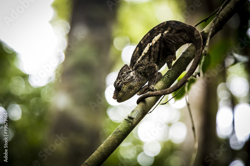 Black Parson's Chameleon silhouette in a jungle in Madagascar