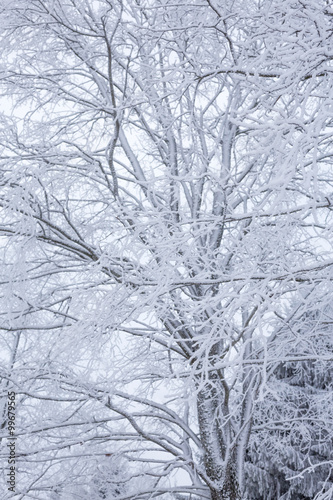 деревья в снегу © KPad