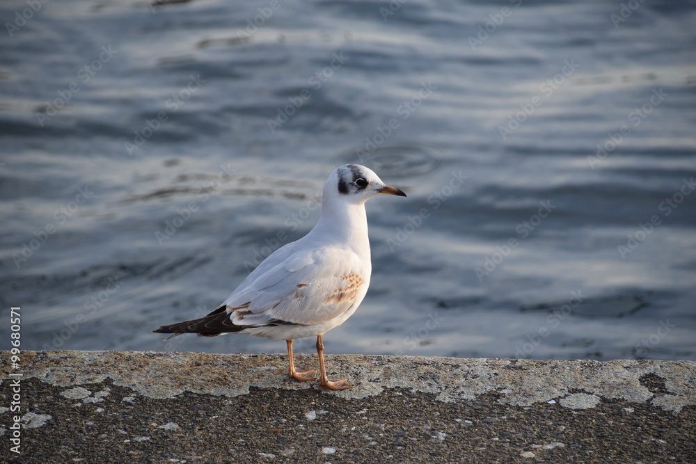 Fototapeta premium Möwe auf der Kaimauer