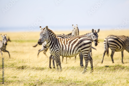 Zebras standing at the vast plains in Serengeti