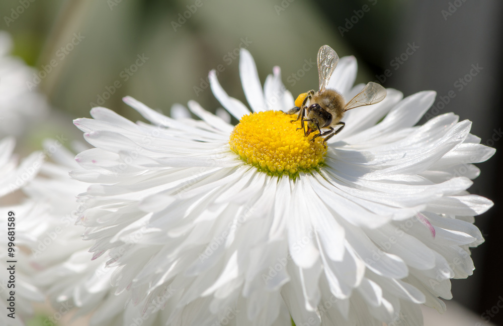 Obraz premium Macro honey bee