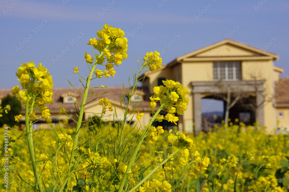 菜の花 菜の花