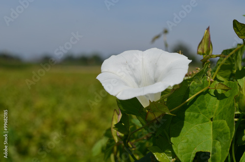 White flower of hedge bindweed in agricultural field photo