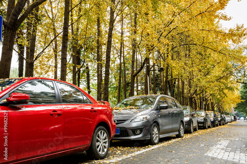 Many cars parked on the edge of the ginkgo trees