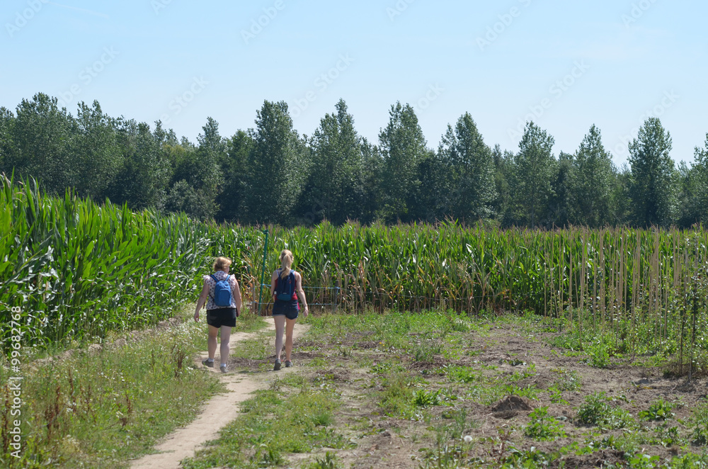 People hiking on a small sandy trail through corn fields People hiking on a small sandy trail through corn fields