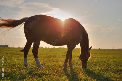 Fototapeta Naklejka Na Ścianę i Meble -  Horse grazing in the meadow