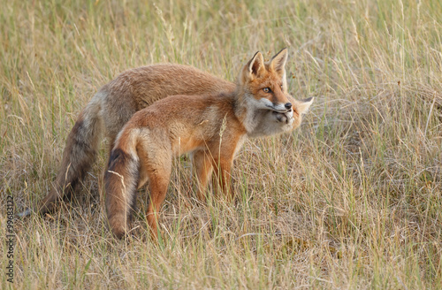 Red foxe cub in nature