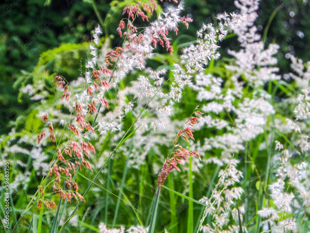Obraz premium Grass flower and meadow