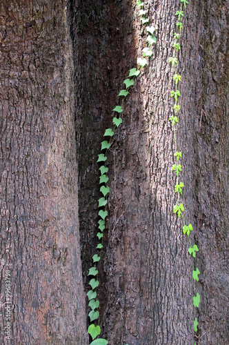 wood cracked texture