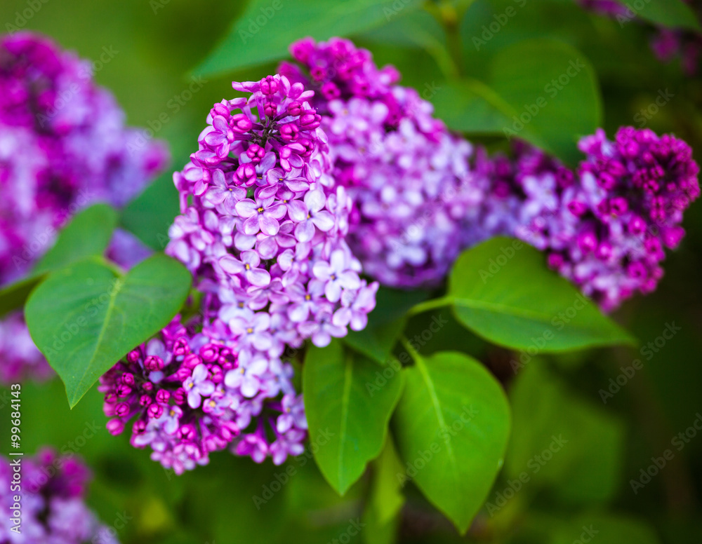 Flowers of Lilac