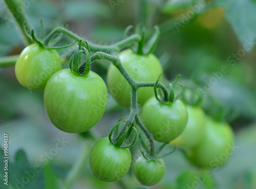 Tomatoes on the green