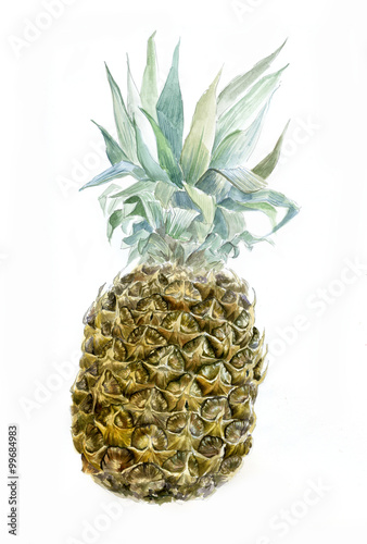 Watercolor pineapple isolated on white