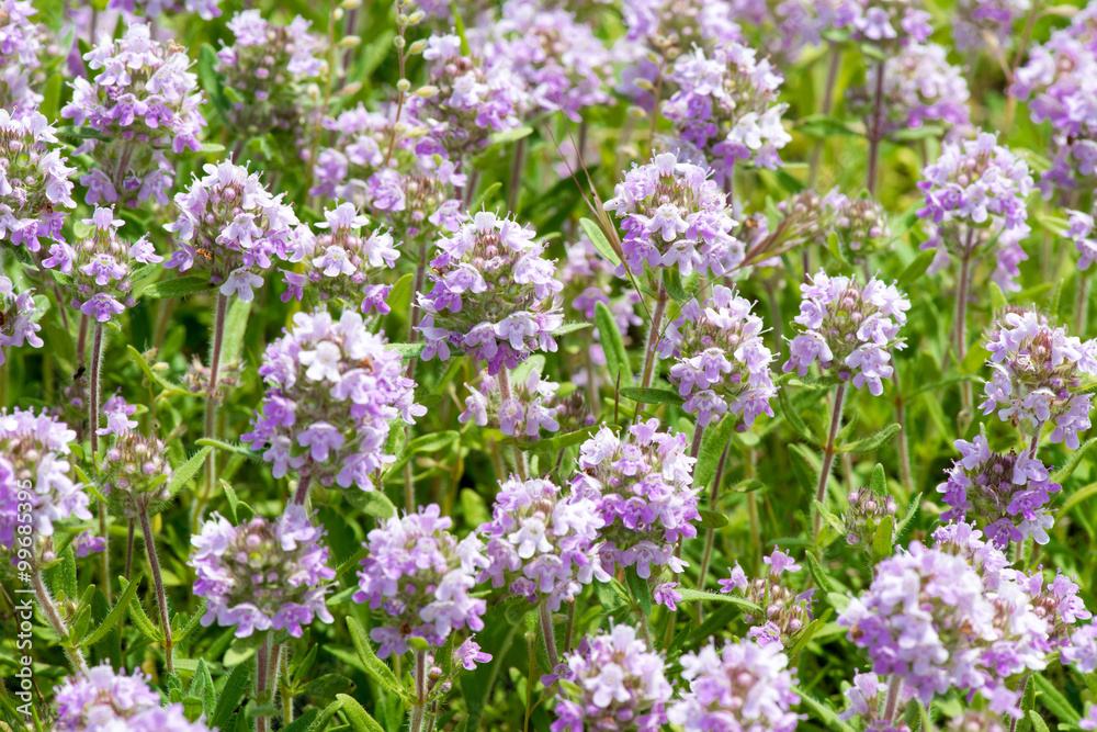 Obraz premium Thymus serpyllum, znany jako tymianek Breckland, dziki tymianek lub tymianek pełzający