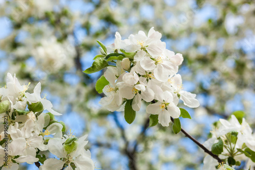 Blooming apple tree © rootstocks