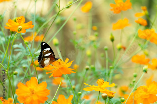 butterfly on yellow cosmos © jtas