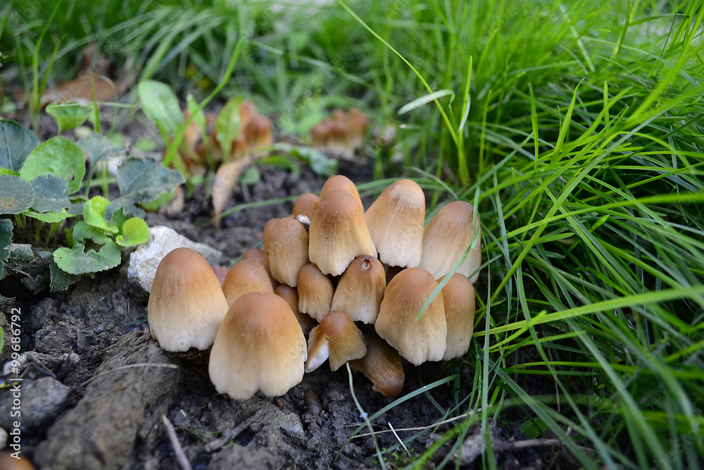 A group of common fungi in the grass A group of common fungi in the grass