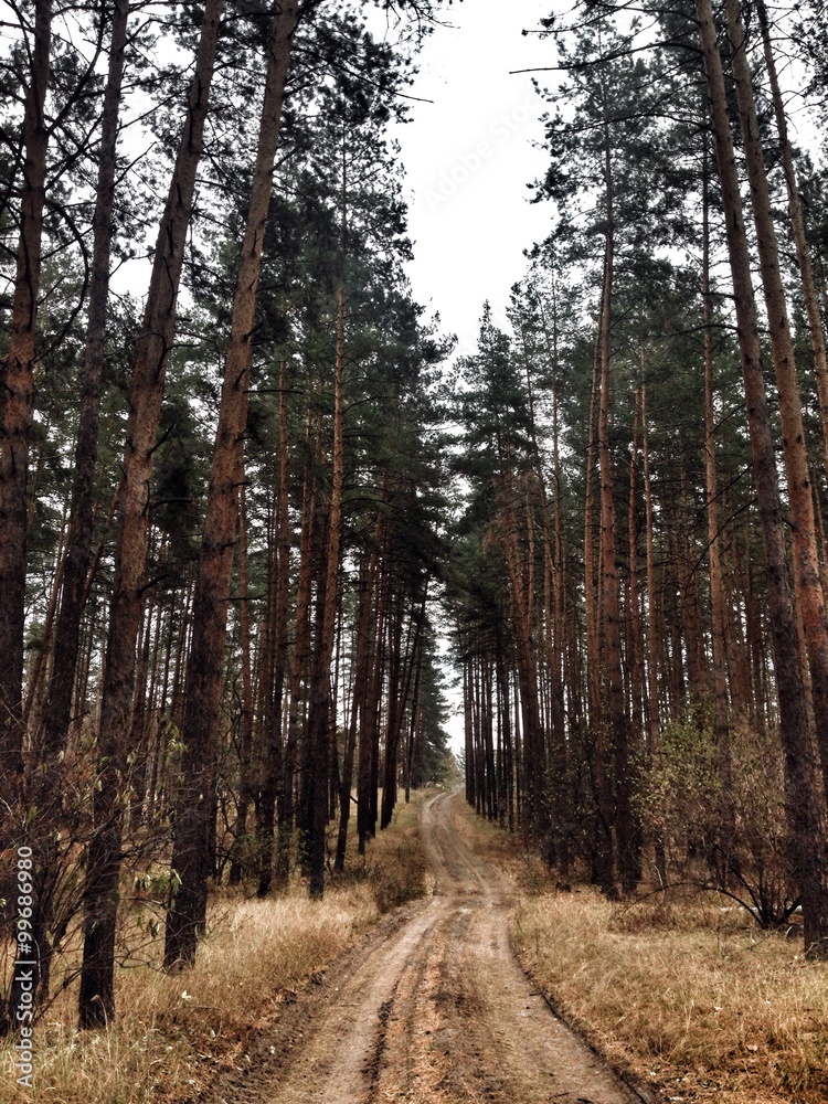 Fototapeta premium дорога в сосновом бору