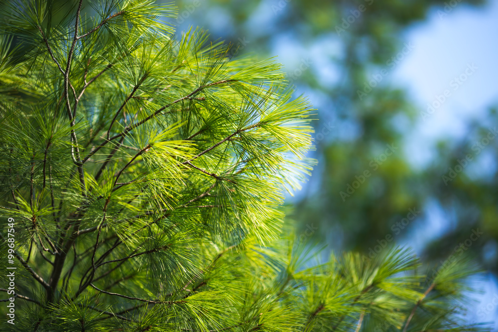 Pine tree in the wood agains the blue sky as a background