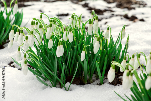 Flowering snowdrops are punched out of the snow.