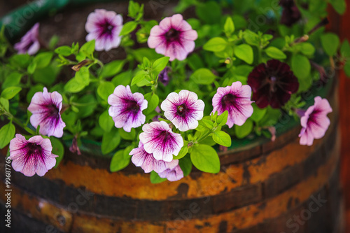 Wallpaper Mural Beautiful garden flowers in wooden vat Torontodigital.ca