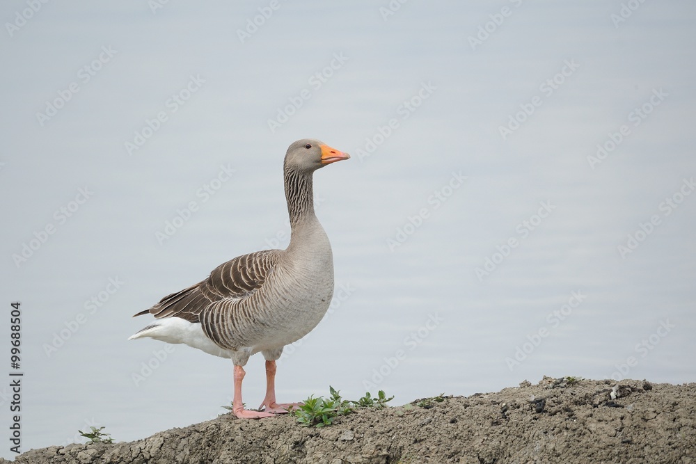 Wild goose (anser anser) Wild goose (anser anser)