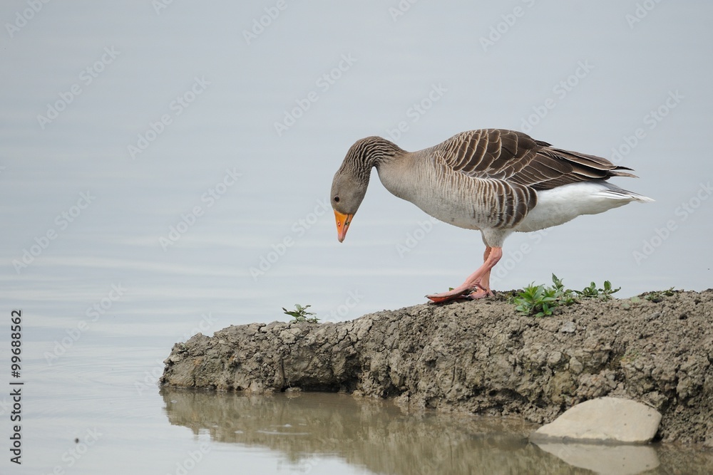 Wild goose (anser anser) Wild goose (anser anser)