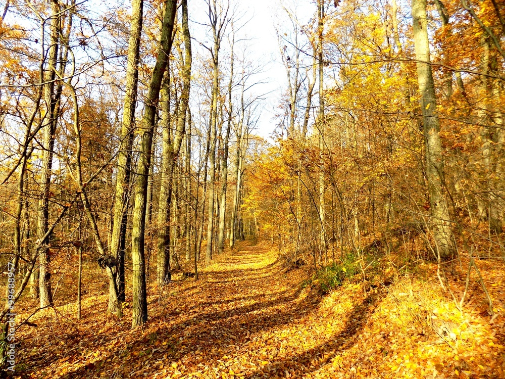 Path in deciduous forest in fall