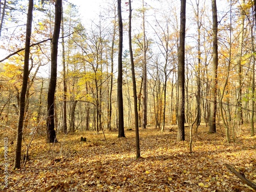 Deciduous forest in fall