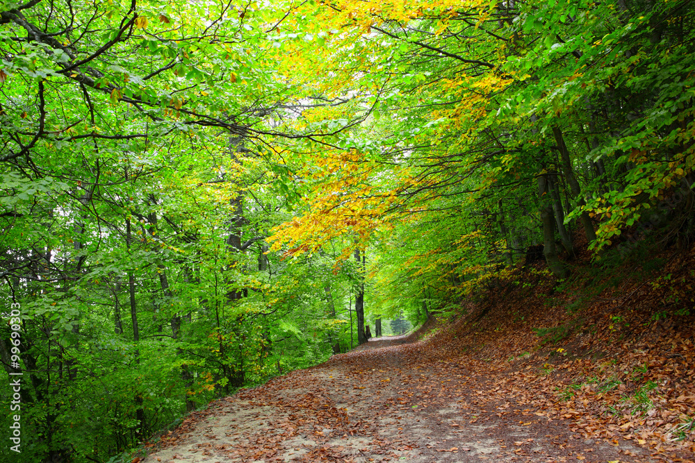 Fototapeta premium Beech forest in autumn on the slopes of the Carpathians
